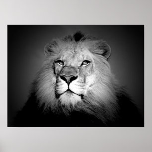 Impressão Poster de Leão Negro e Branco