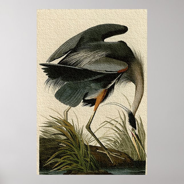 Impressão Poster Heron Azul excelente (Frente)