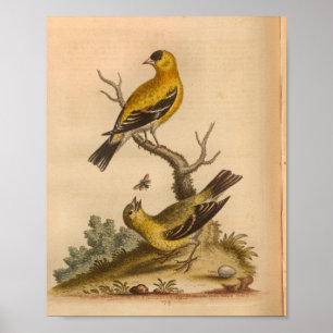 Impressão Preto Amarelo Vintage Bird