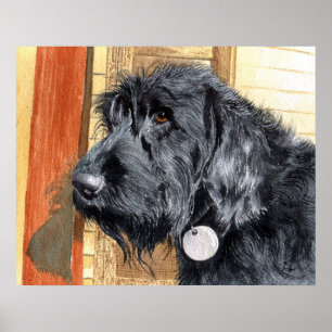 Impressão preto de Labradoodle #1