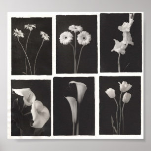 Impressão preto e branco da flor
