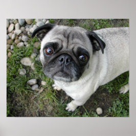 Impressão Pug e Pedrinhas