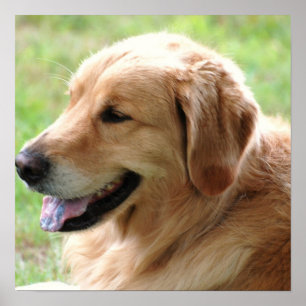 Impressão Pup do ouro do Poster Retriever