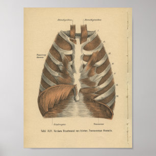 Impressão Ribcage da anatomia do alemão do vinta