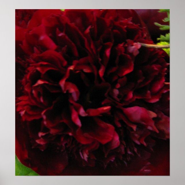 Impressão Rich Deep Red Peony (Frente)