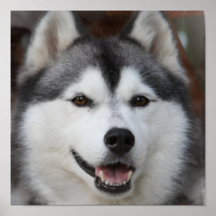 Impressão ronco do cão