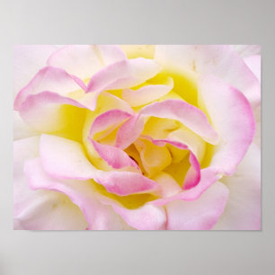 Impressão Rosa