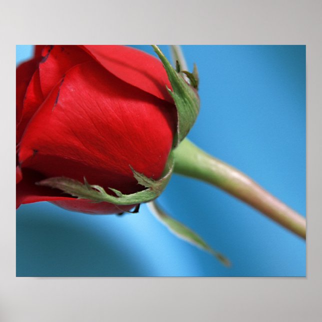Impressão rosa (Frente)