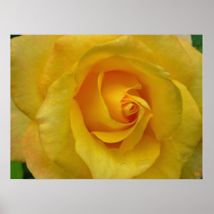 Impressão Rosa Amarelo Belo Poster Flor