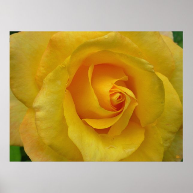 Impressão Rosa Amarelo Belo Poster Flor (Frente)
