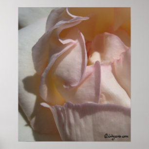 Impressão Rosa de Petals