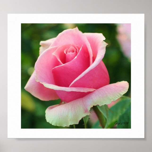 Impressão Rosa Rosa Rosa Rosa Rosa (Frente)