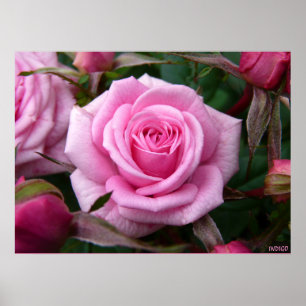 Impressão Rosa Rosa Rosa Rosa Rosa Rosa Poster Be