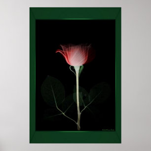 Impressão Rosa vermelha