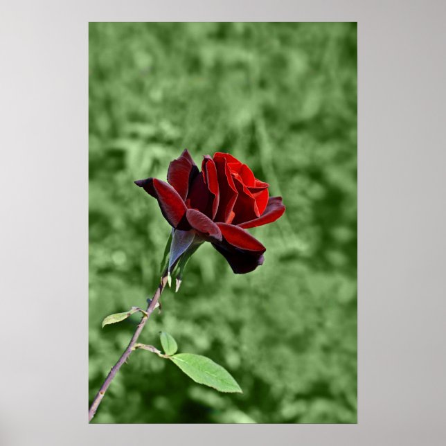 Impressão Rosa Vermelha (Frente)