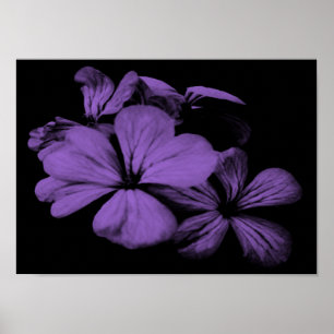 Impressão roxo das flores