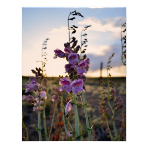 Impressão roxo selvagem da foto de Snapdragons