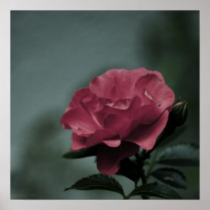 Impressão Royal Blush