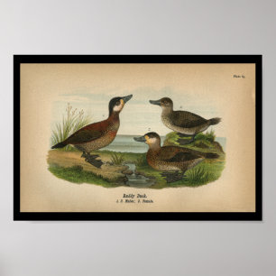 Impressão Ruddy Duck Vintage 1890