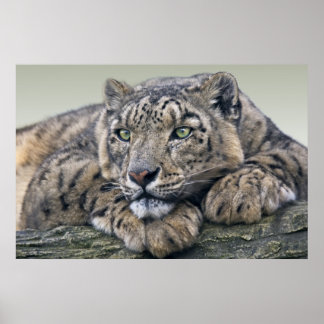 Impressão Sonho Leopardo