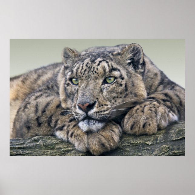 Impressão Sonho Leopardo (Frente)