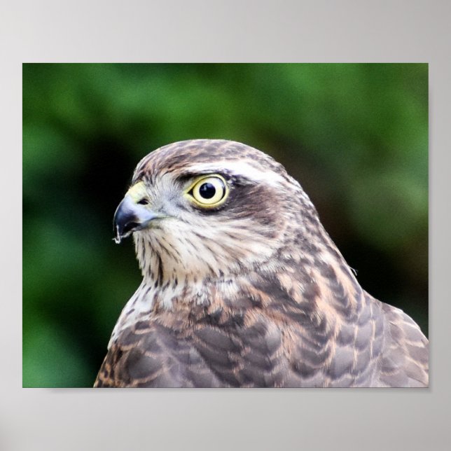 Impressão Sparrowhawk, Papel Poster de Valor (Matt (Frente)