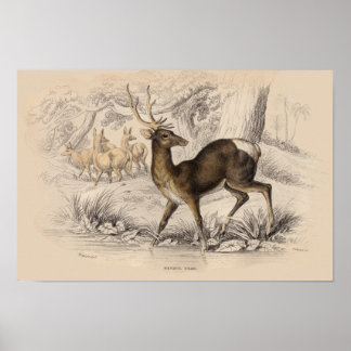 IMPRESSÃO STAG (NEPAUL)