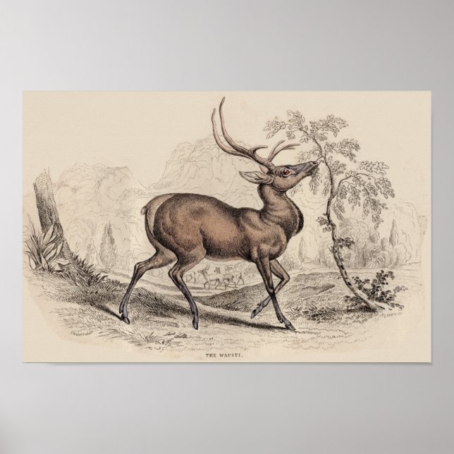 IMPRESSÃO STAG (WAPITI) (Frente)