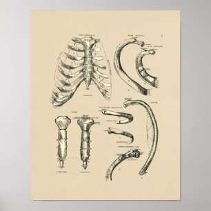 Impressão Sternal da anatomia 1880 do vintage