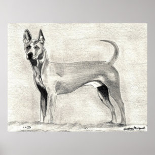 Impressão tailandês do cão de Ridgeback