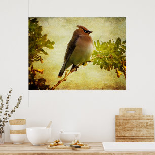 Impressão Textured do poster do Waxwing de cedro