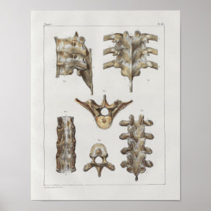 Impressão torácico da anatomia do vintage da