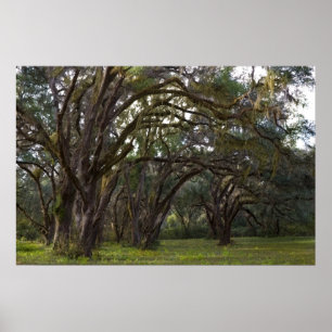 Impressão torcido dos carvalhos verdes americanos