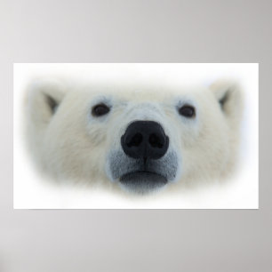 Impressão Trabalho de arte de Poster de Urso Polar