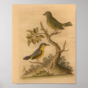 Impressão Verde Amarelo Vintage Bird