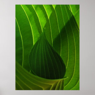 Impressão verde do poster da folha do Hosta do