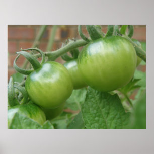 Impressão verde dos tomates