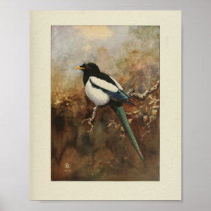 Impressão Verde Preto de Aves Vintage