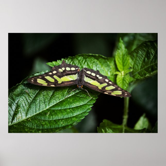 Impressão Verde vibrante (Frente)