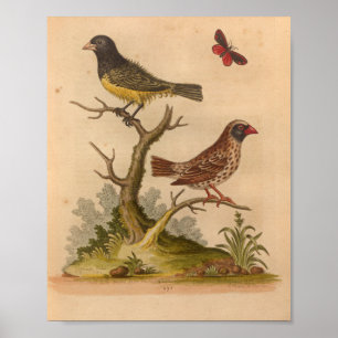 Impressão Vermelho Amarelo Vintage Bird