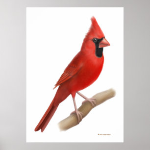 Impressão vermelho cardinal do norte do pássaro