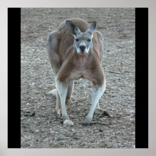 Impressão vermelho grande do canguru