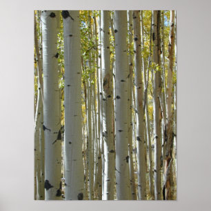 Impressão vertical dos troncos de Aspen