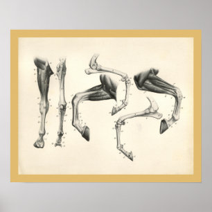 Impressão veterinário da anatomia do músculo do