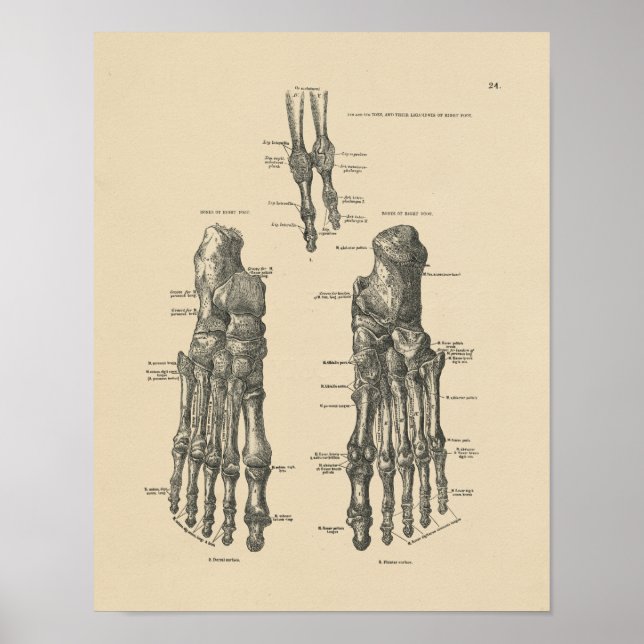 Impressão Vintage Foot Bones Anatomy 1880 (Frente)