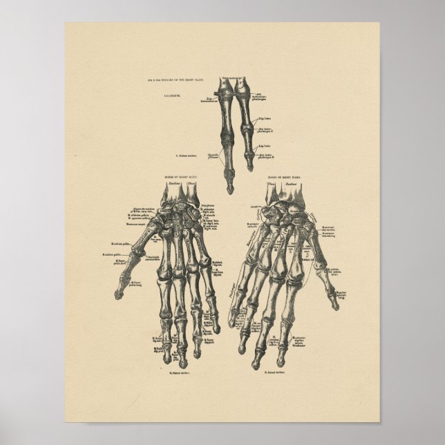 Impressão Vintage Hand Anatomy 1880 (Frente)