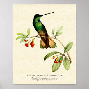 impressão Violeta-throated da arte do colibri de