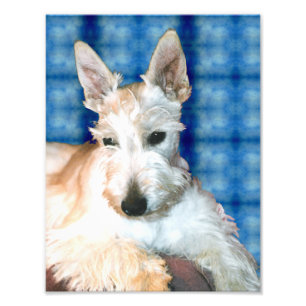Impressão Wheaten da foto do Scottie