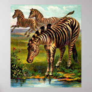 impressão zebras 1900