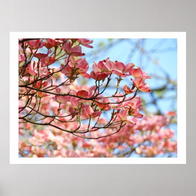Impressões artísticas de flores de árvores Cornus  (Frente)